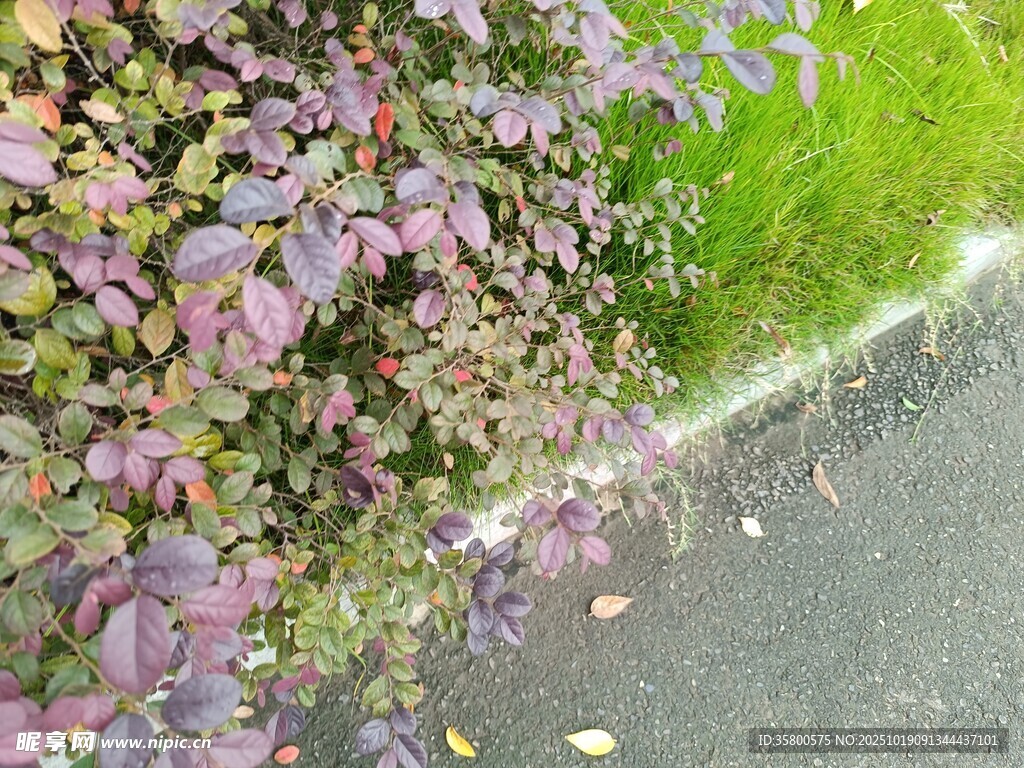 路边紫叶植物与草地景观