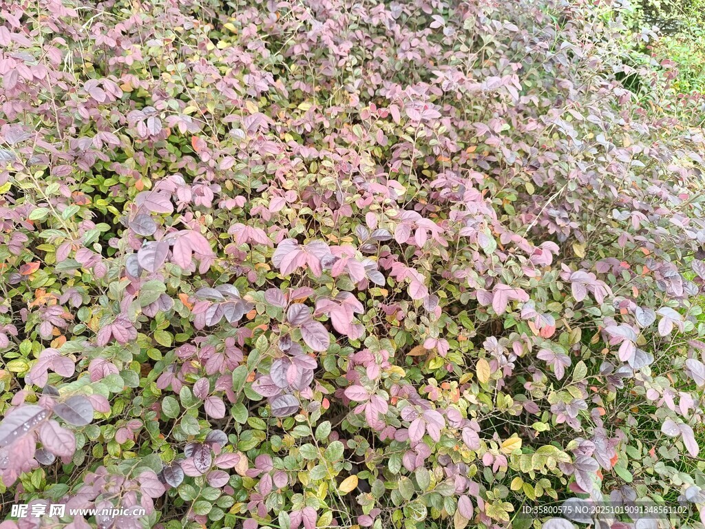 粉色绿叶交织的植物景观