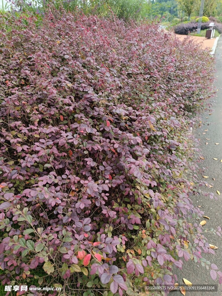 紫叶灌木景观