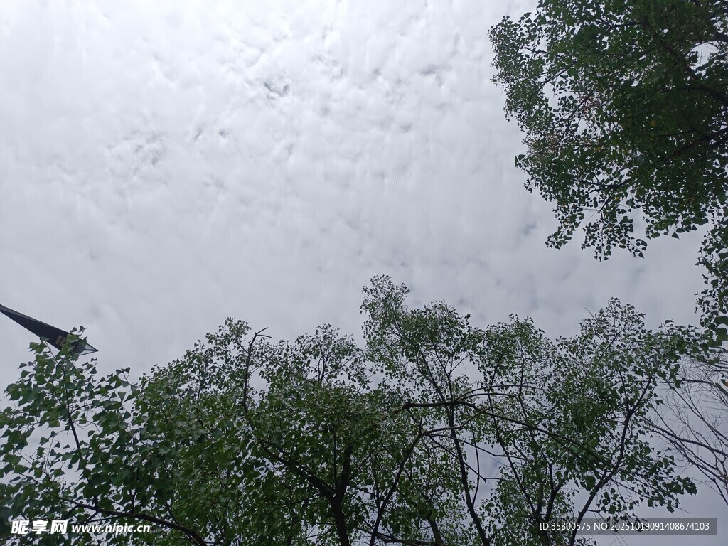 仰视绿树与天空