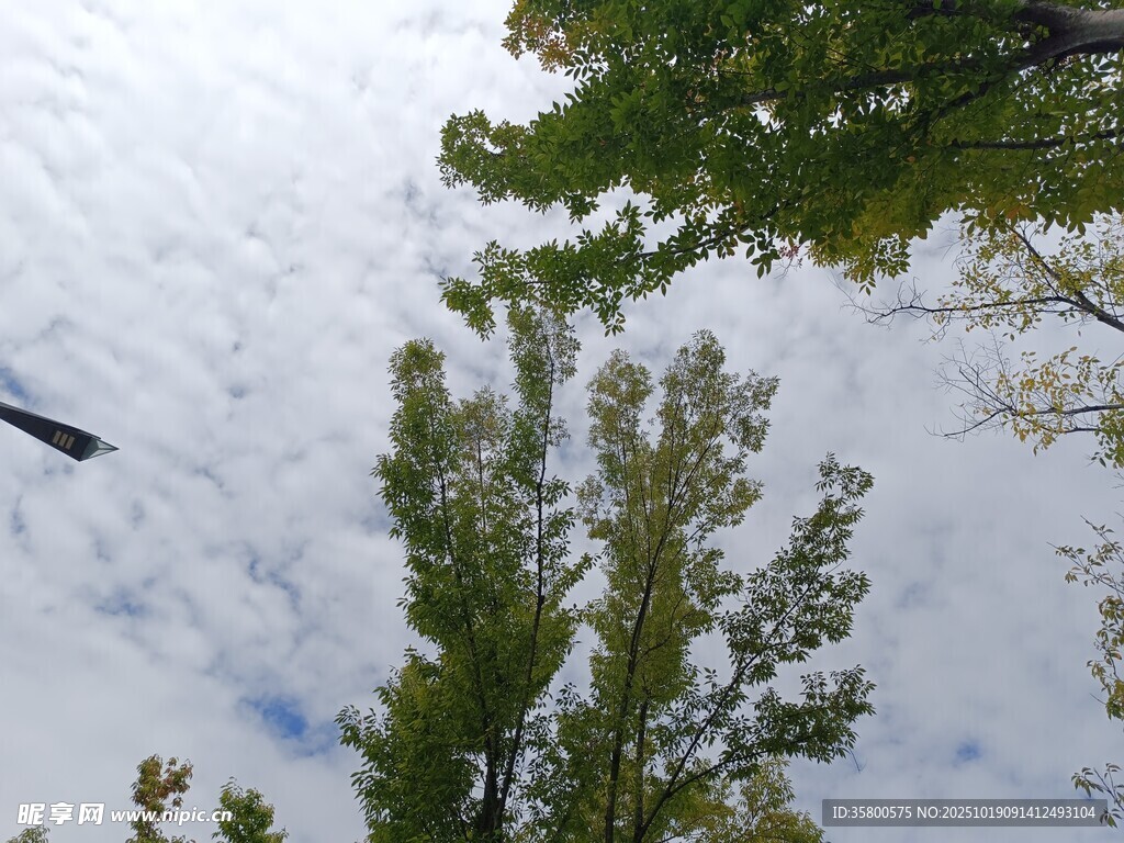 仰视绿树与天空中的飞鸟