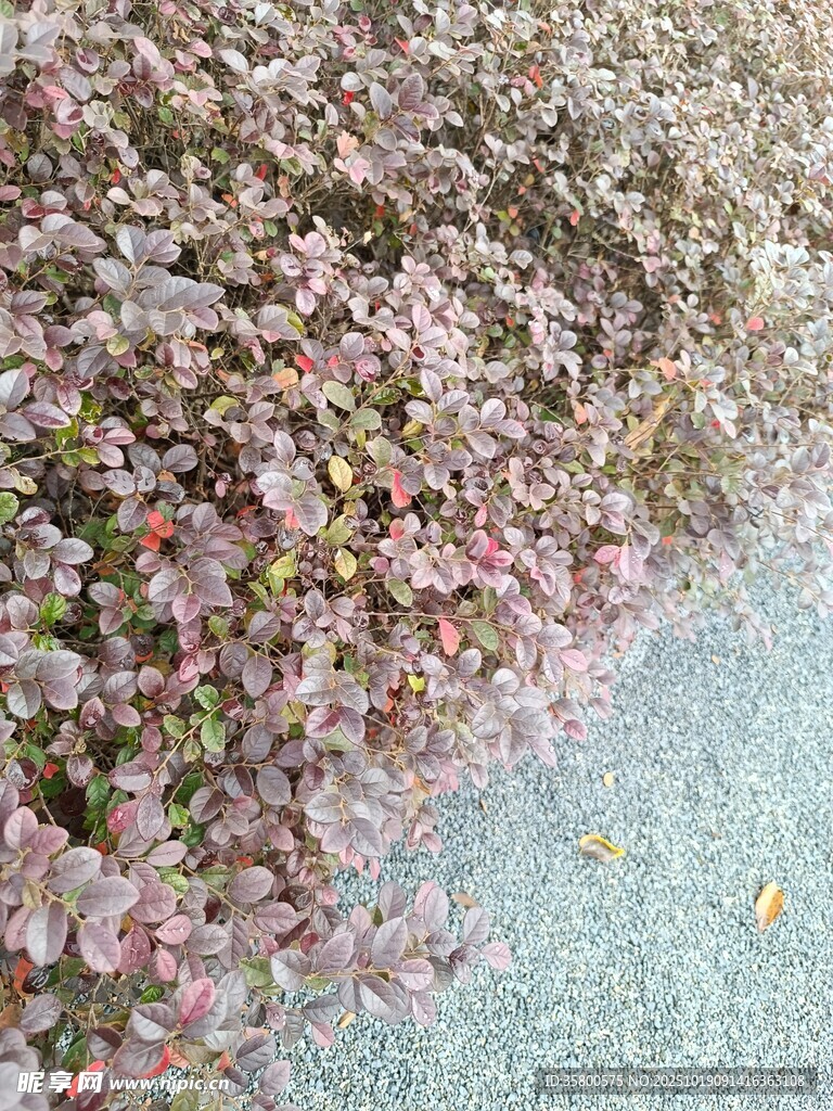 地面落满粉色樱花花瓣