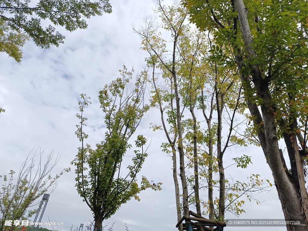 蓝天白云下的挺拔树木