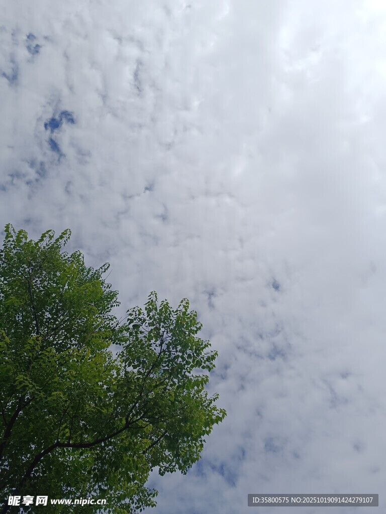 绿树映衬下的云朵天空