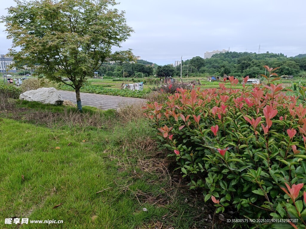 花园绿植景观