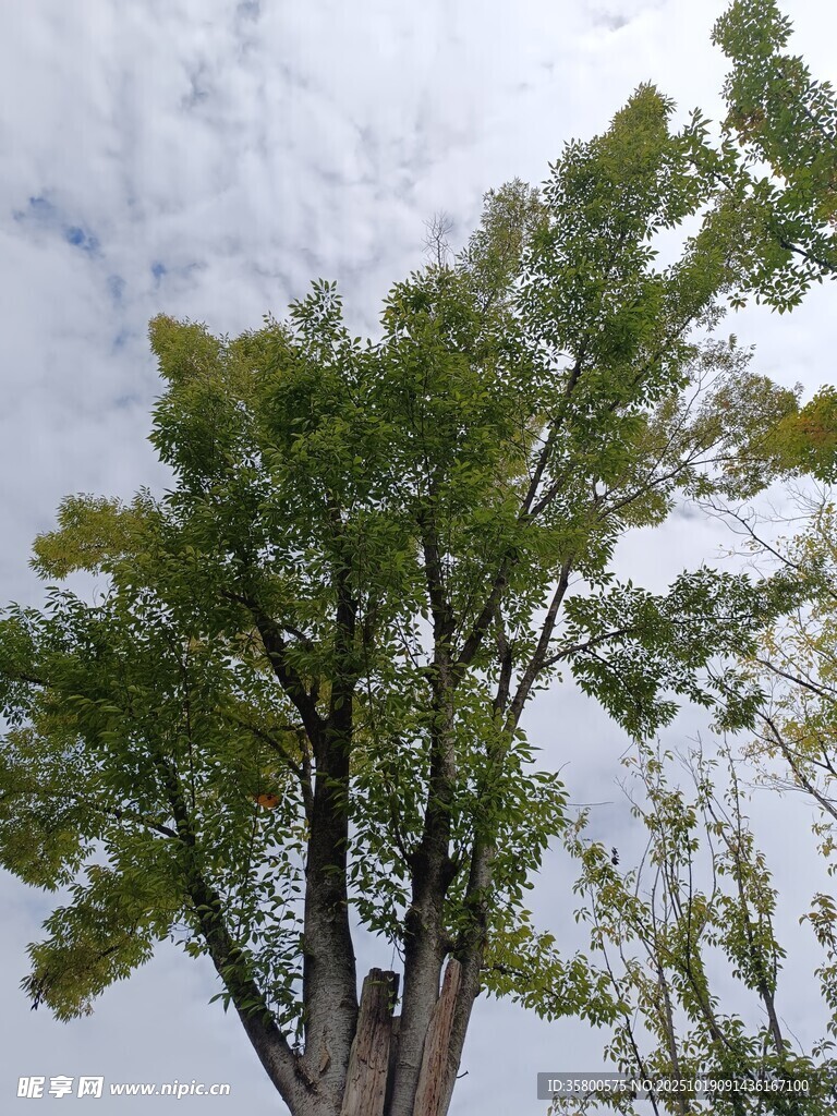 蓝天白云下的挺拔绿树
