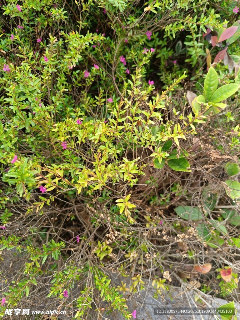 路边繁茂的绿色植物