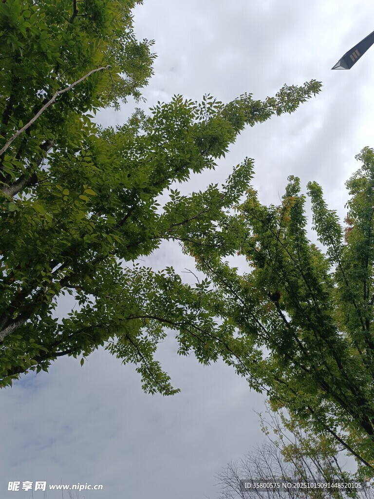 仰视葱郁绿树与天空