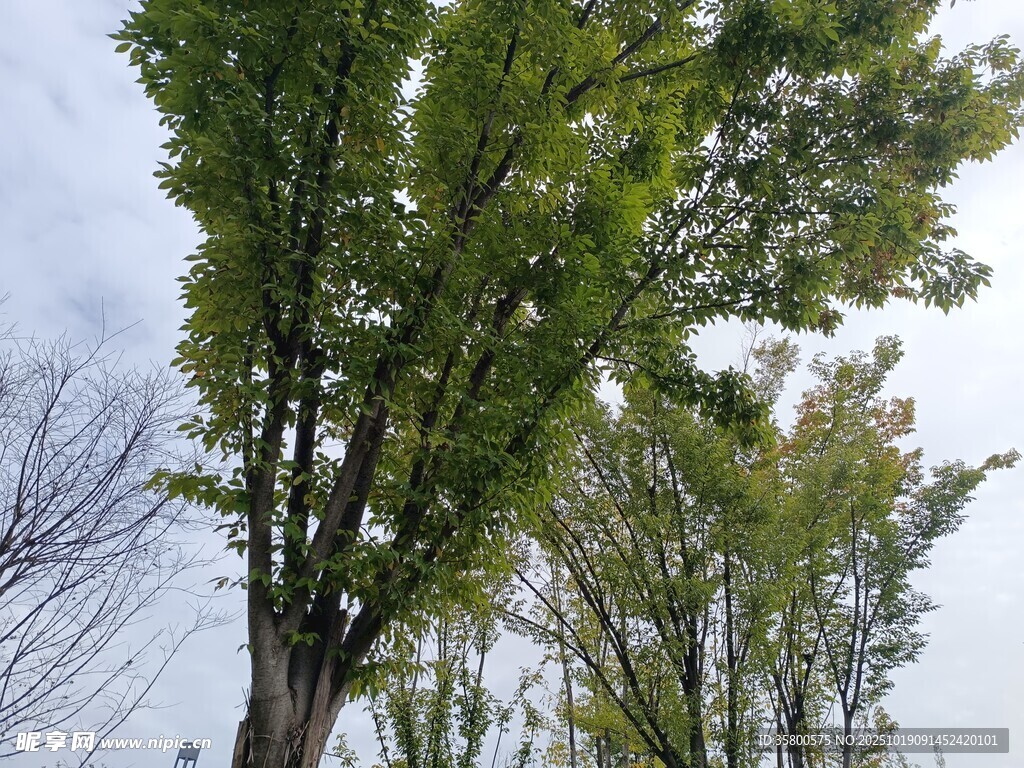 挺拔绿树映于蓝天之下
