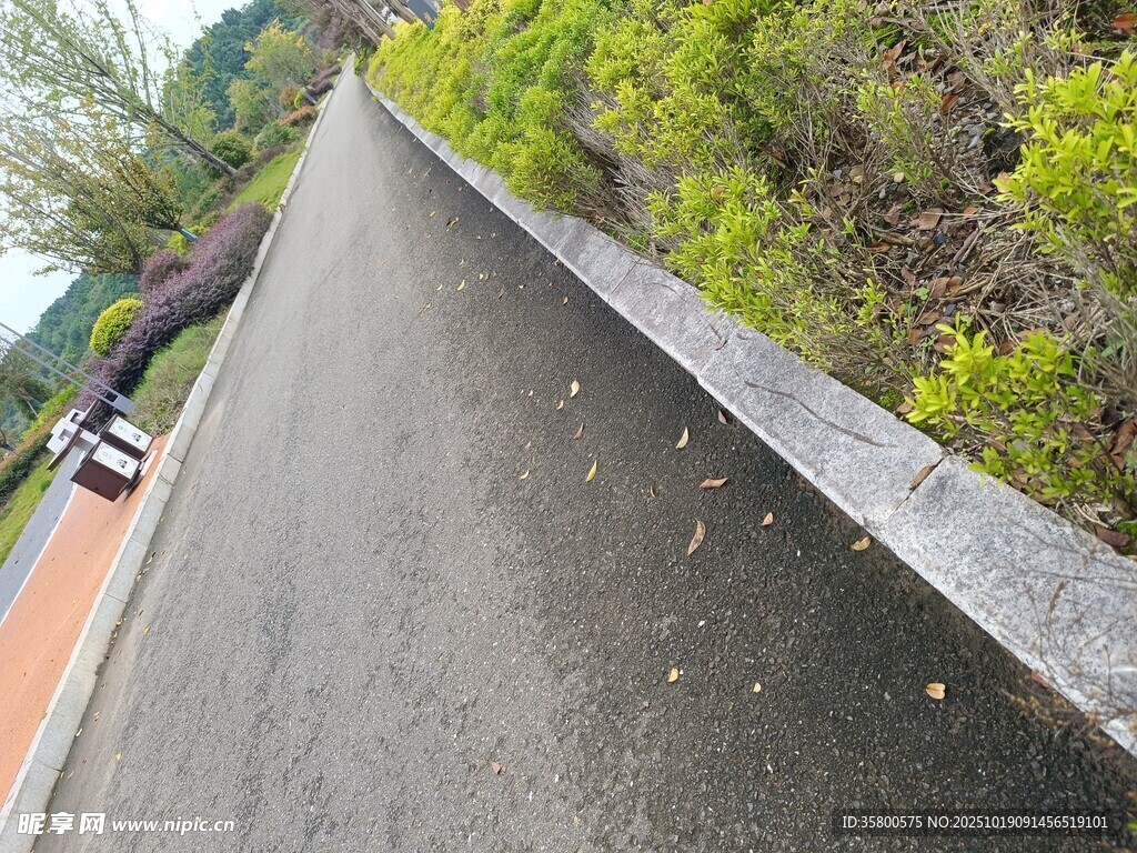 道路旁绿意盎然的景致
