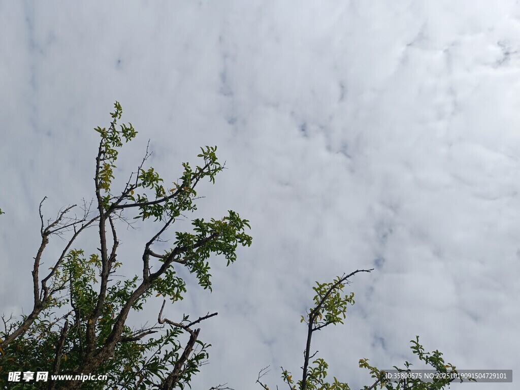 枝头绿意映灰白天空