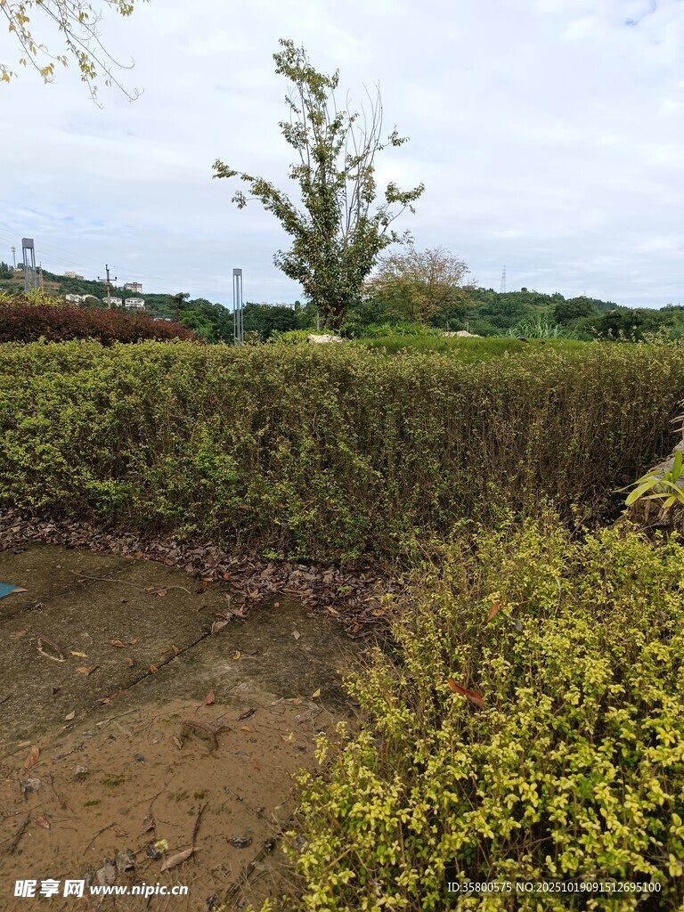 田园灌木丛景观