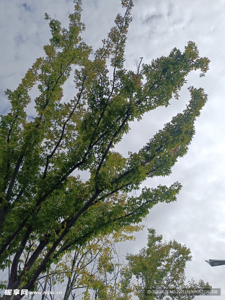 枝头绿叶映灰白天空