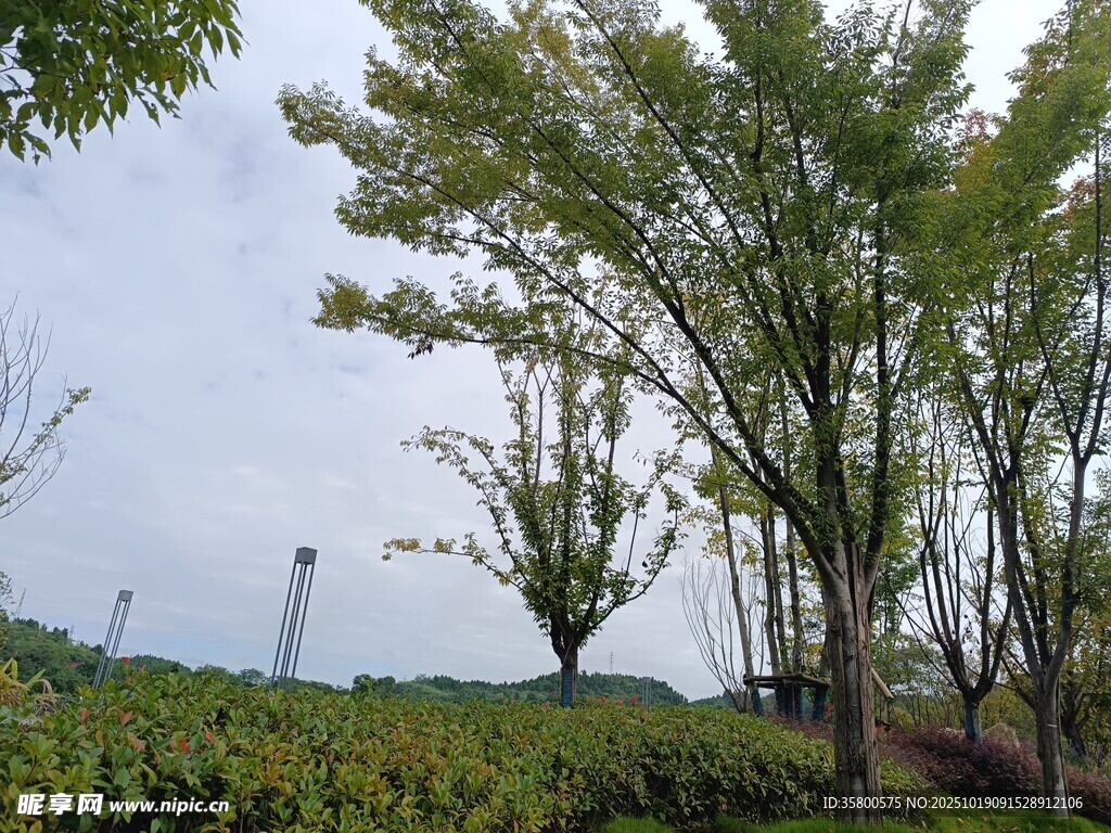 郊外绿树风景