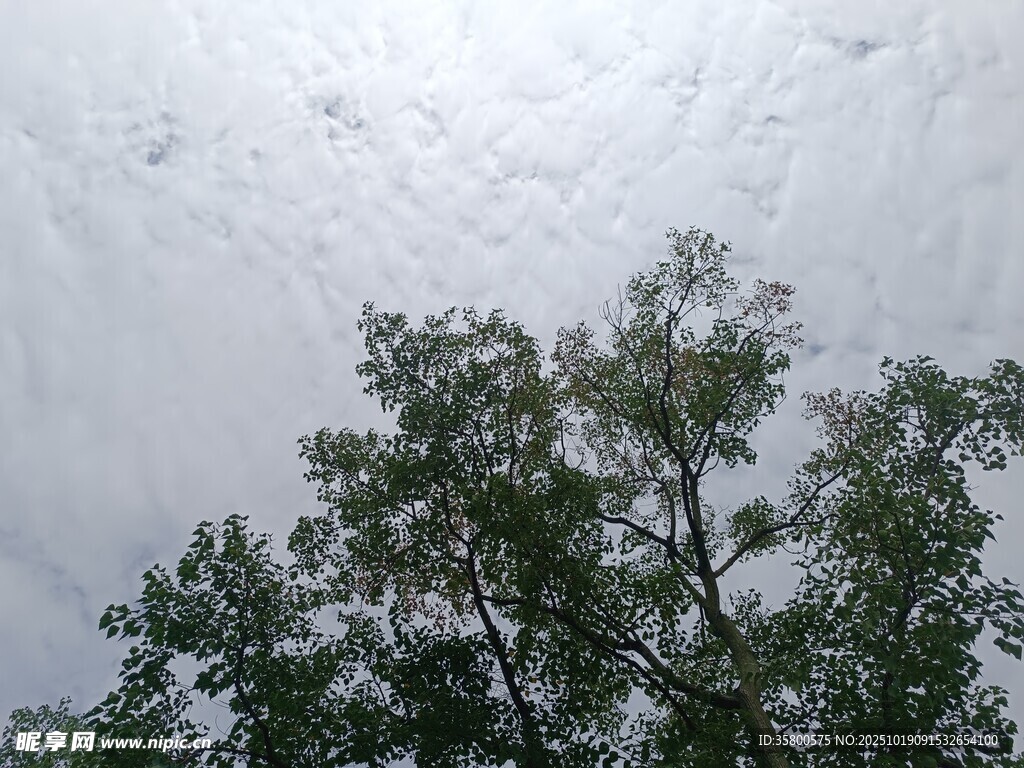 仰视树冠与阴沉天空