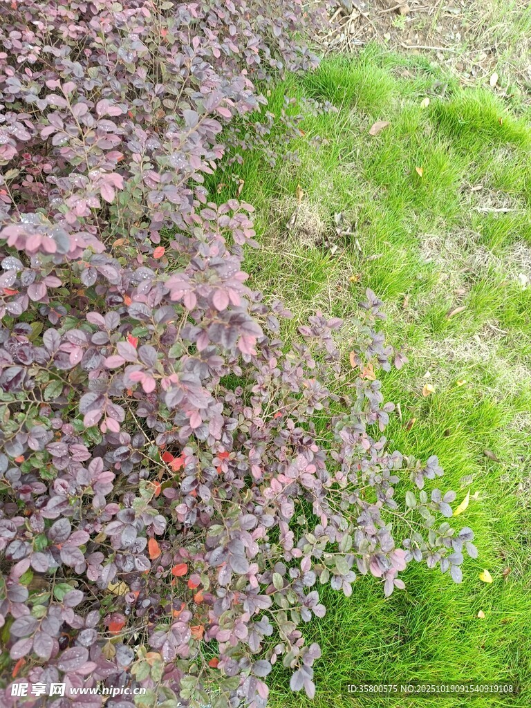 多彩植物景观