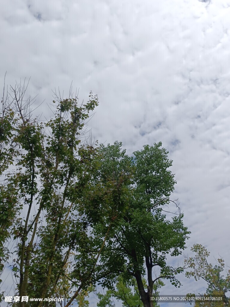 绿树映白云的清新景致