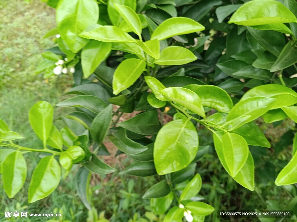 翠绿繁茂的生机植物