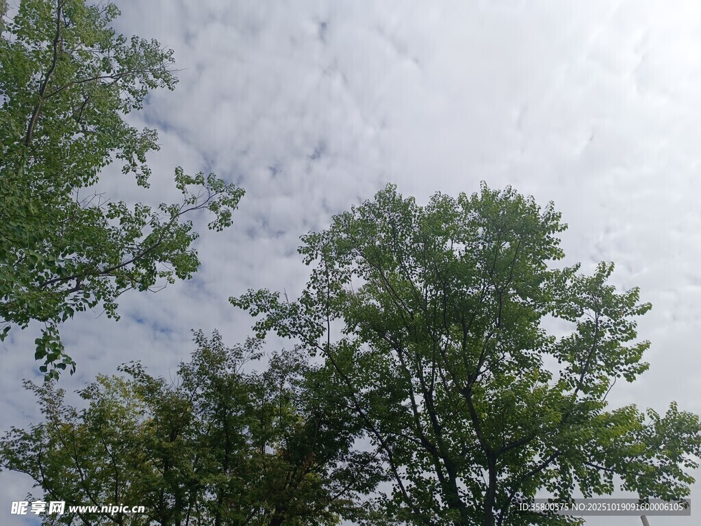 仰视绿树与天空