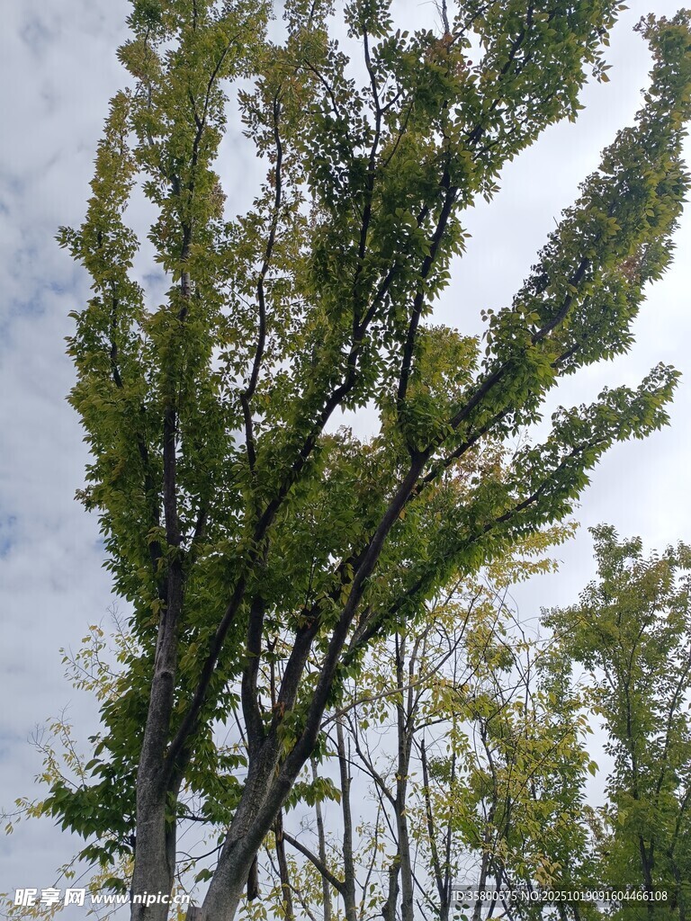 挺拔绿树映蓝天