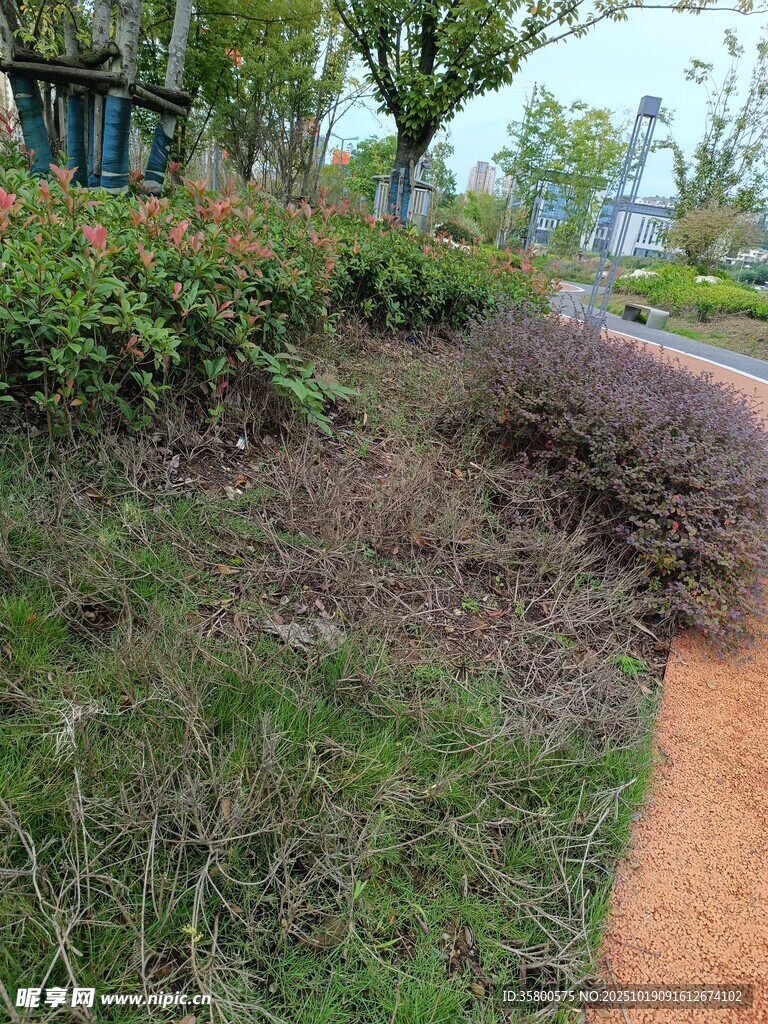 路边绿化带景象