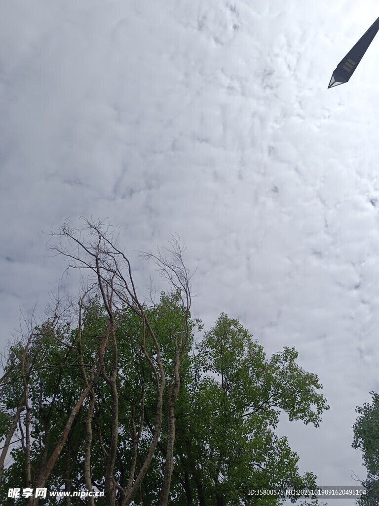 天空下的绿树与枝叶
