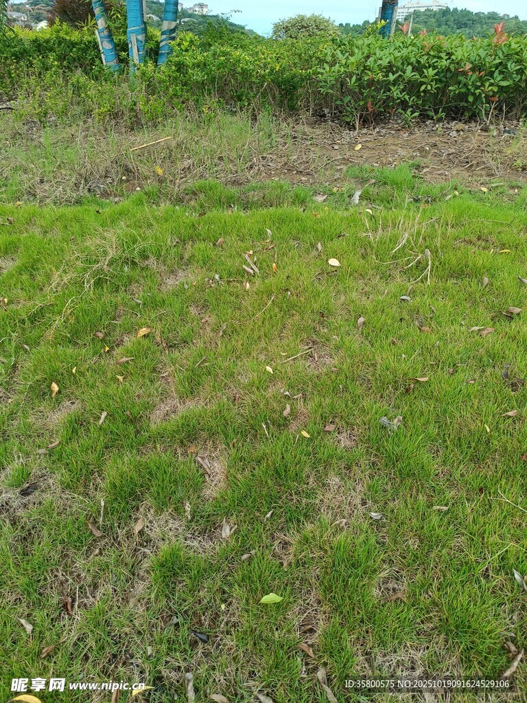 户外草地场景