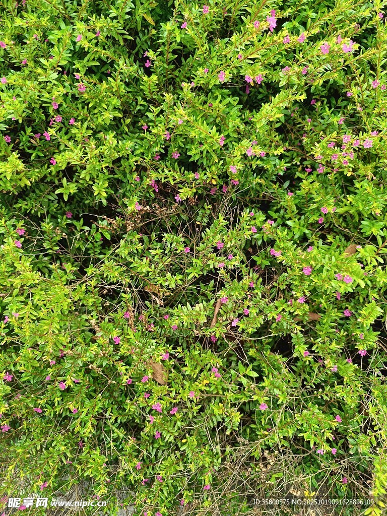 翠绿繁茂的爬藤植物墙