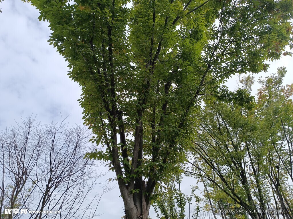 挺拔绿树与灰白天空景象