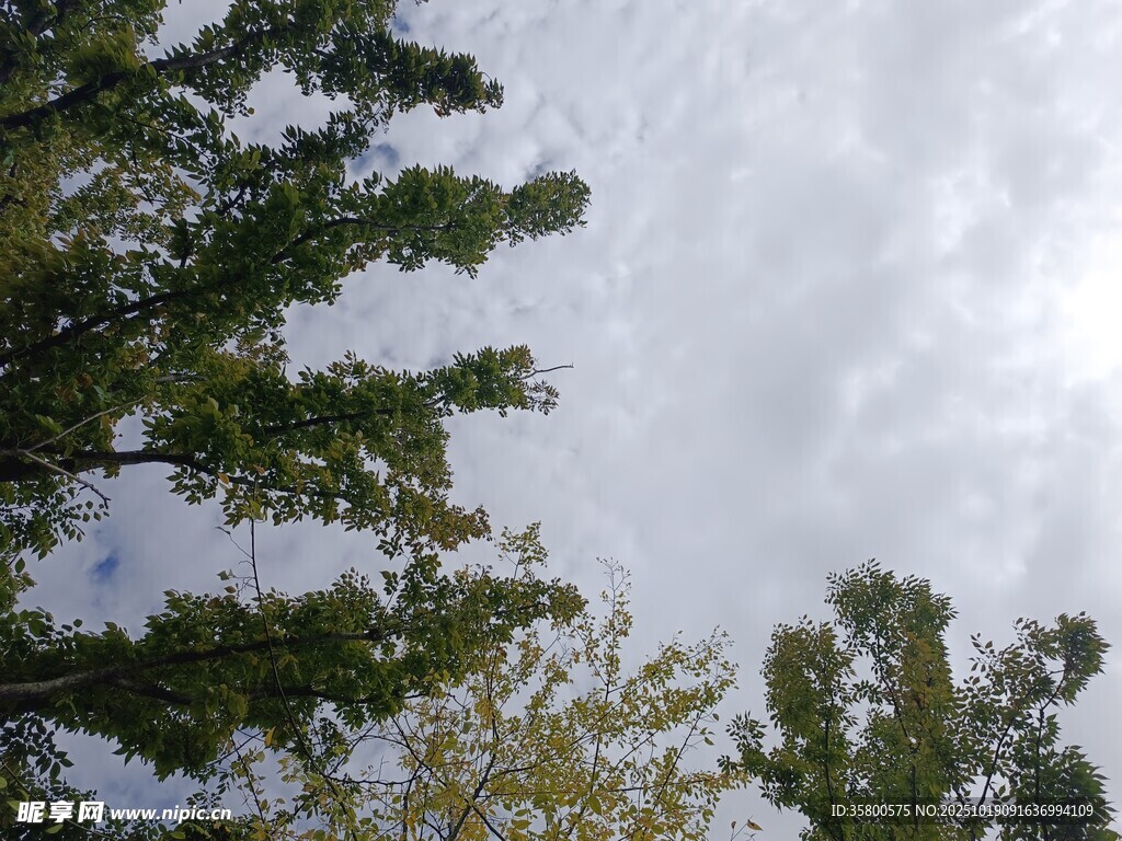 仰视绿树与天空景色