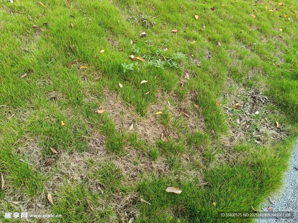 路边嫩绿草地与枯草对比