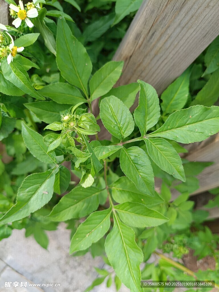 绿叶植物近景特写