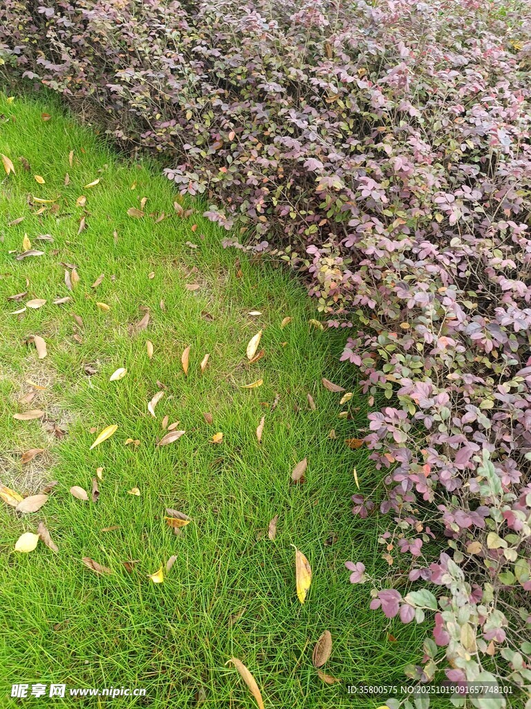 绿草与紫叶植物的景致
