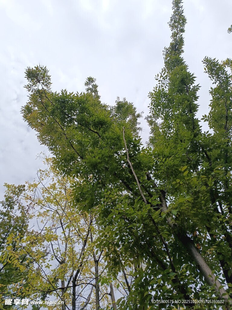 挺拔翠竹映于天际