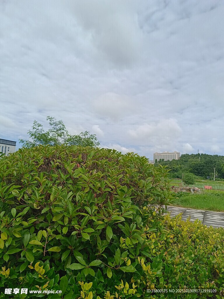 绿意盎然的户外植物景观