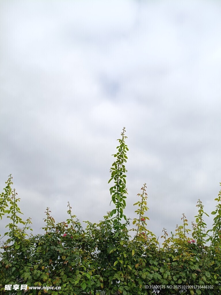 天空下的绿植景观