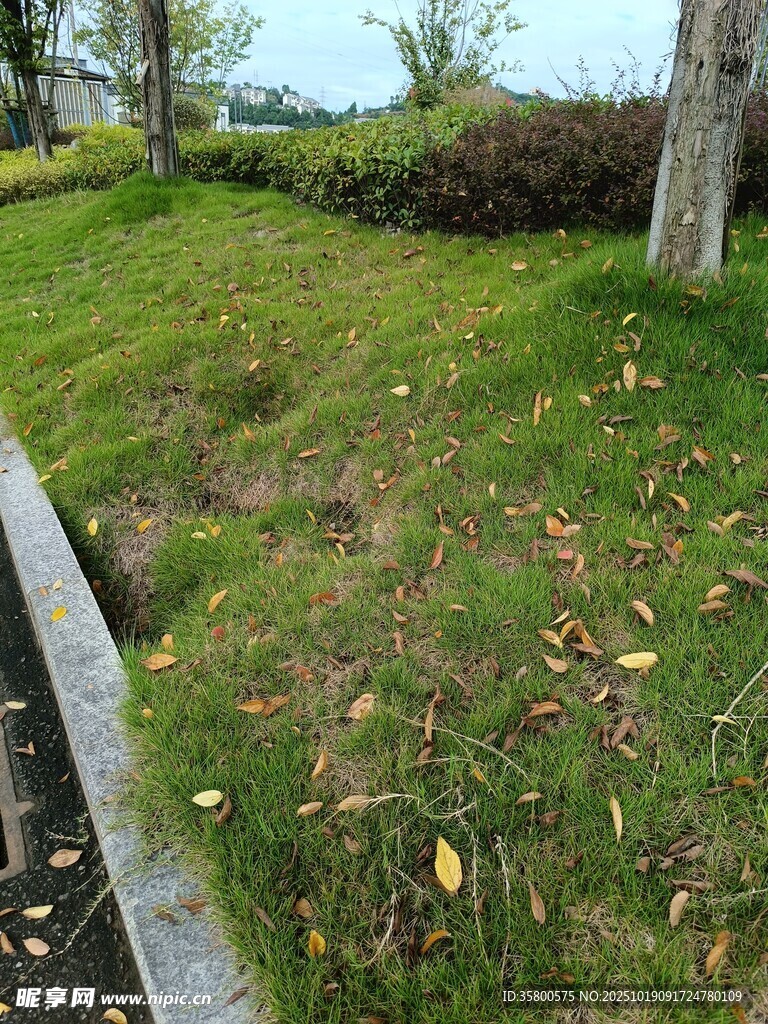 秋日草地旁的宁静景致