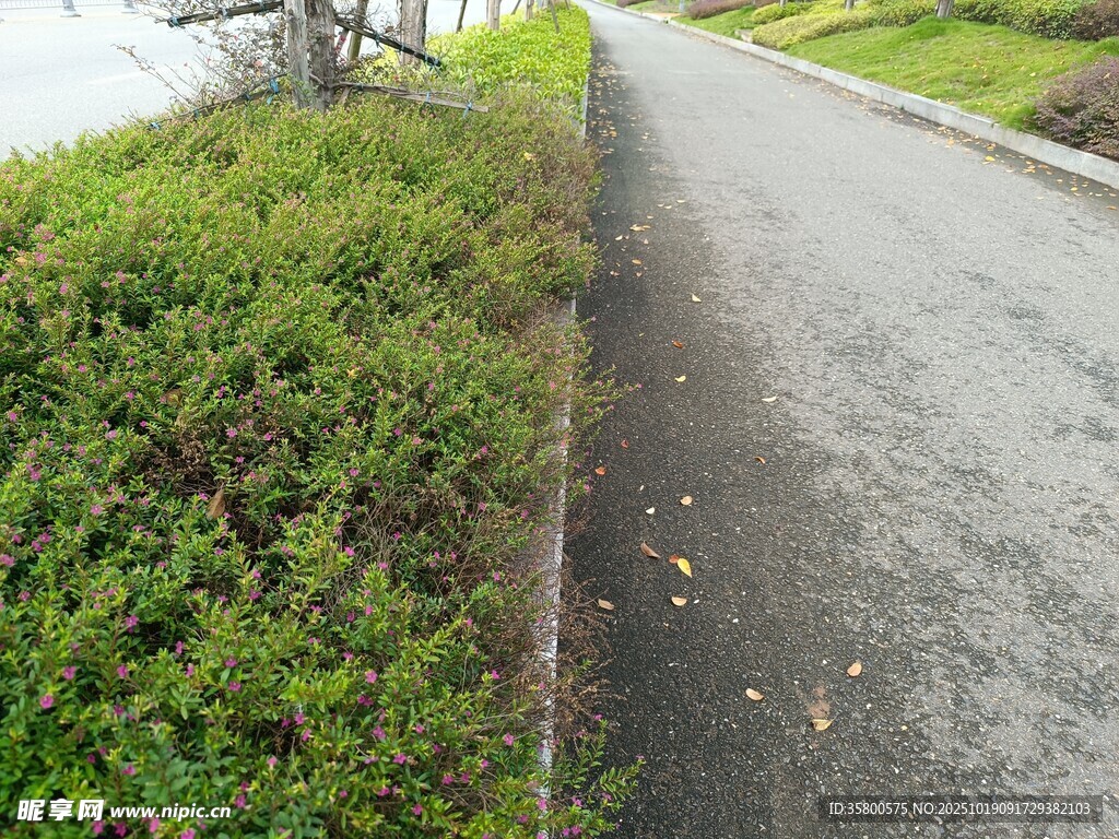 乡间小路旁的翠绿植被