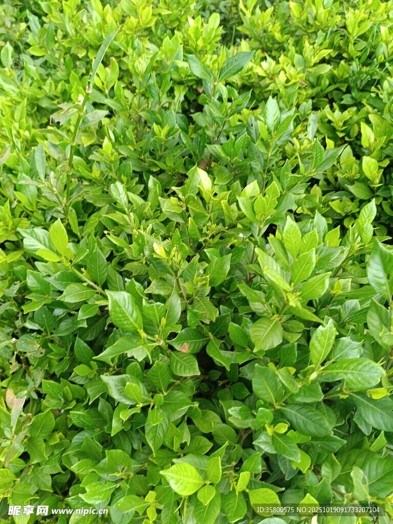 翠绿茂密的灌木丛