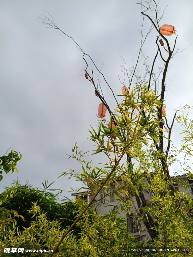 枝头绽放的鲜艳花朵