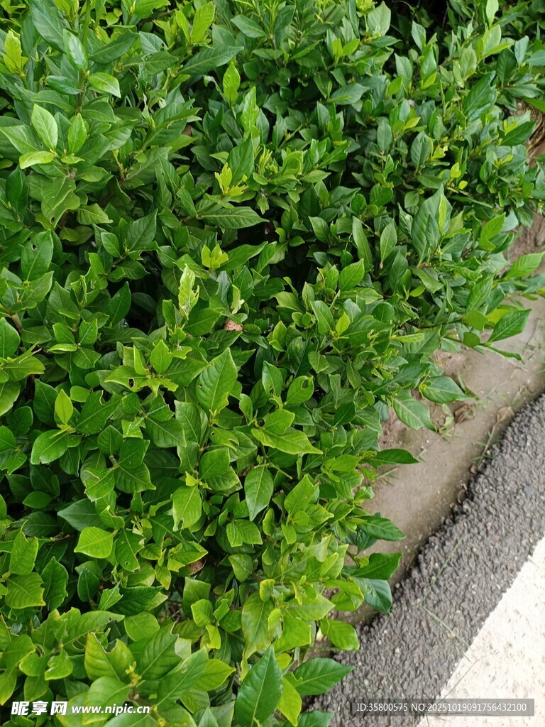 路边翠绿繁茂的灌木丛