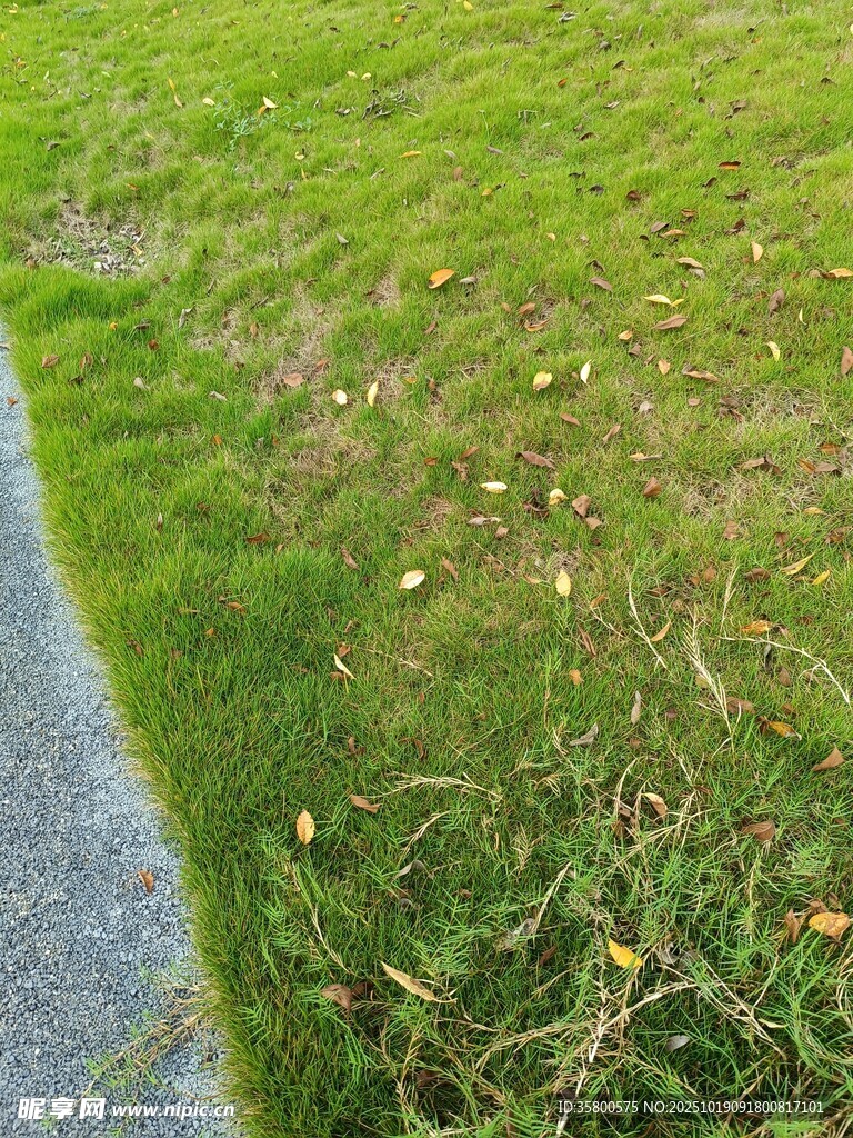 路边草地散落枯黄树叶