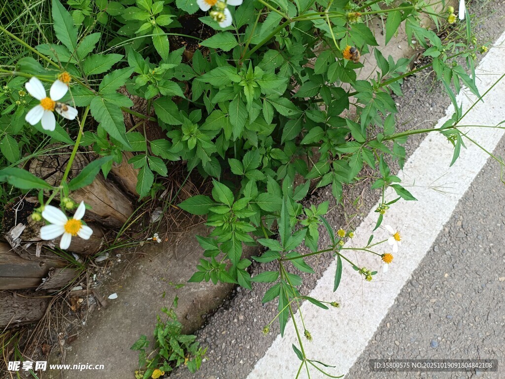 路边绽放的清新小白花