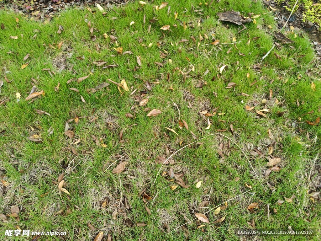 翠绿草地