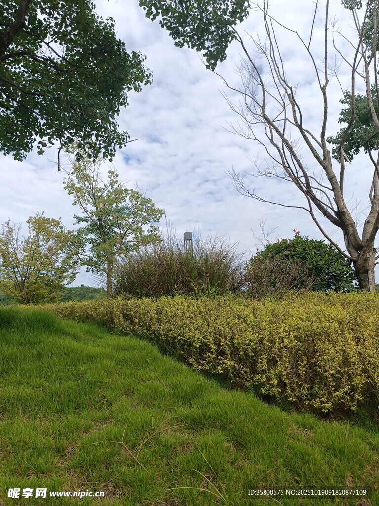田园绿野风光