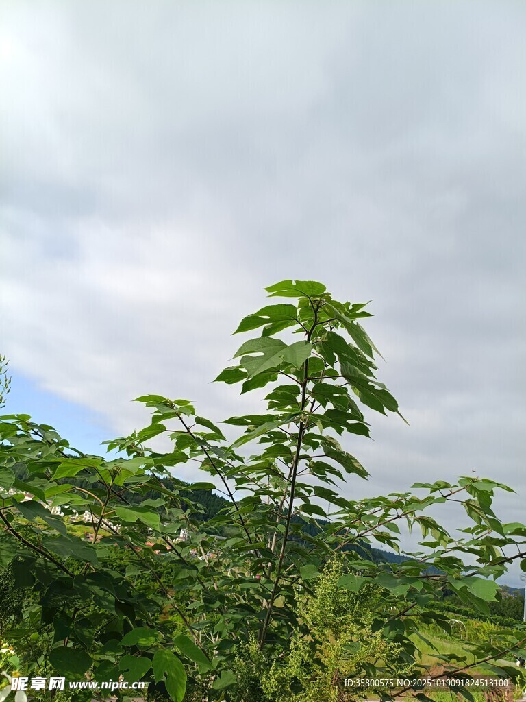 绿意盎然的蓬勃植物景观