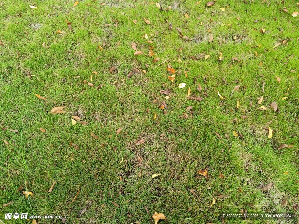 翠绿草地与散落枯叶