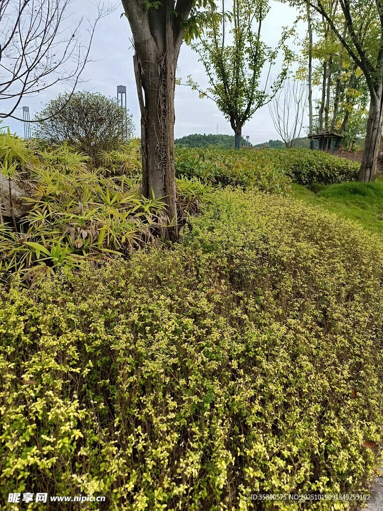 春日草地树木景致
