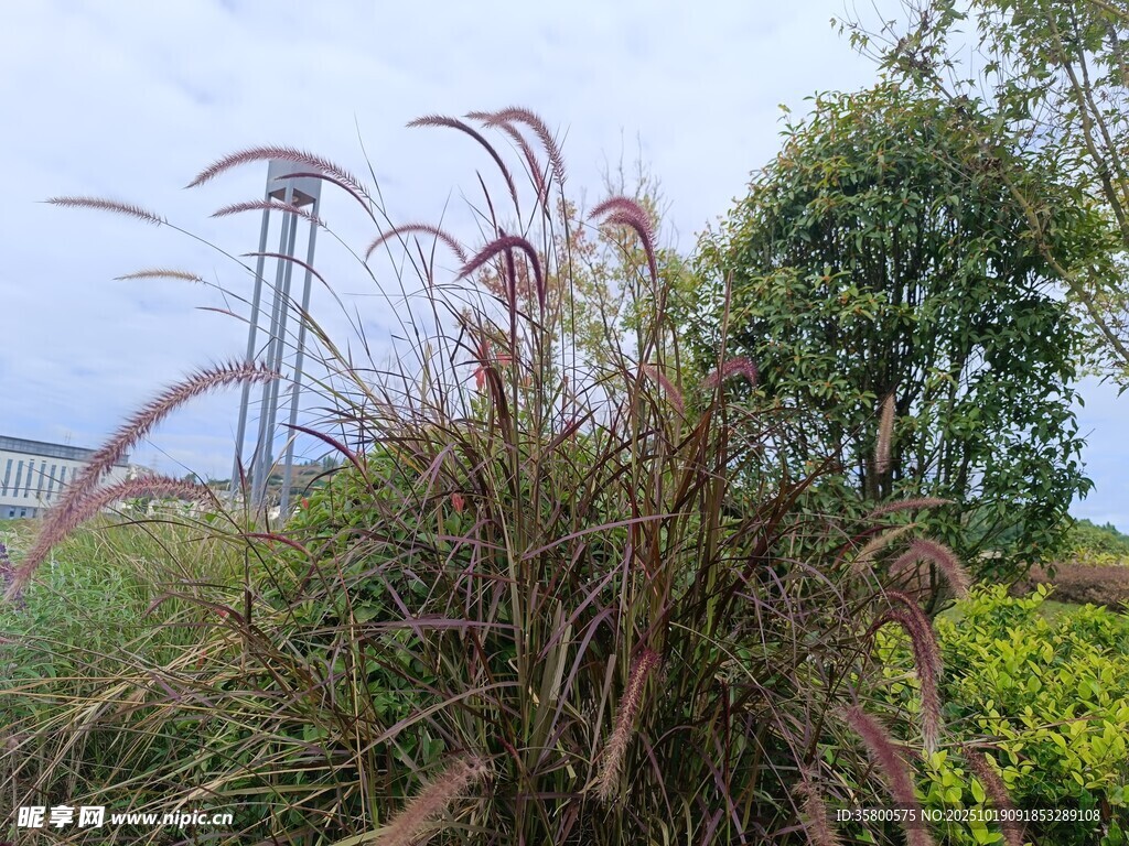 户外植物与远处水塔景观