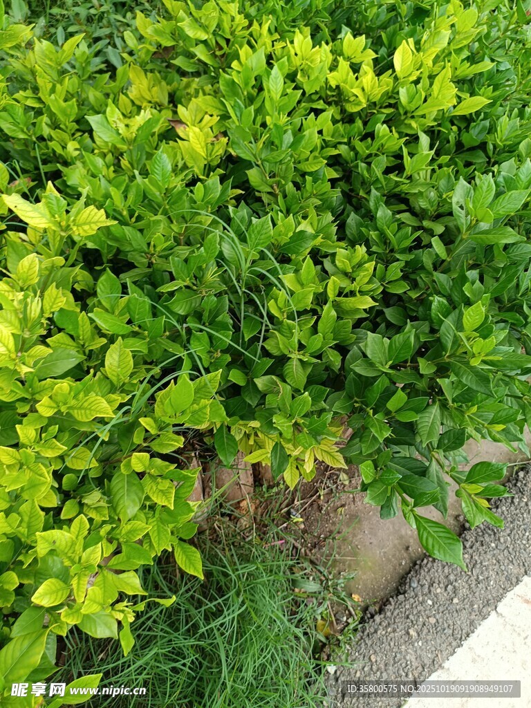 翠绿灌木植物景观
